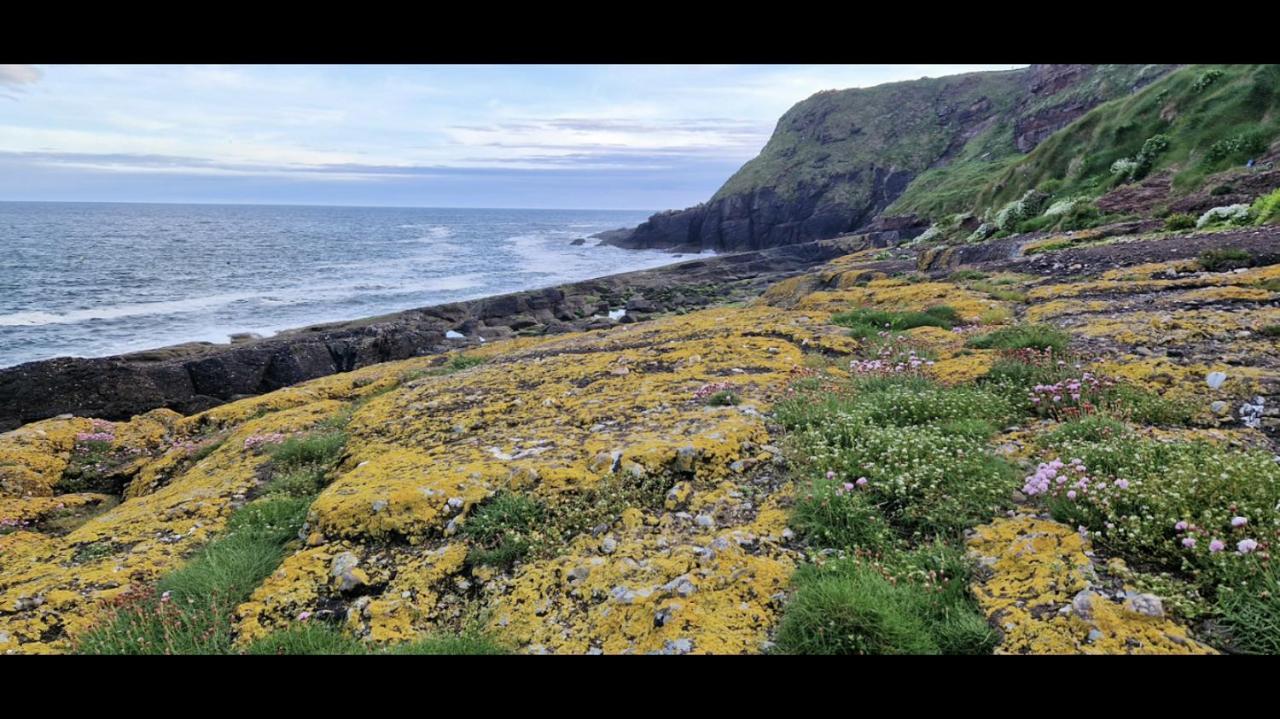Sandy Cove Dunmore East Dış mekan fotoğraf